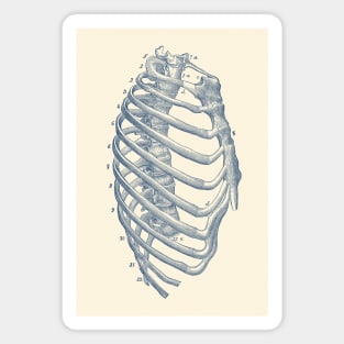 Rib Cage Diagram - Vintage Anatomy Print Magnet